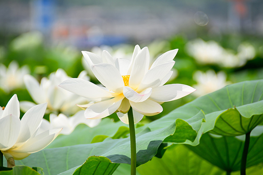 花の写真